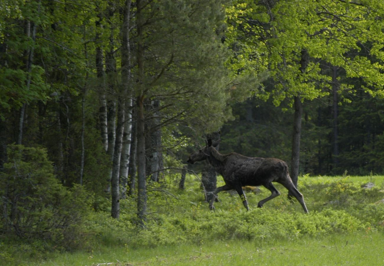 Ferienhaus in Bograngen - Gemütliche Wildnishütte in Värmland/Bograngen | SE18028